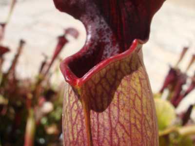 Sarracenia alata